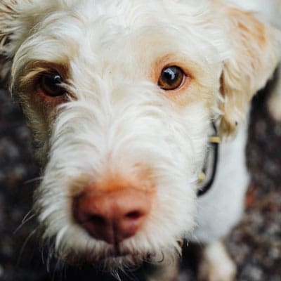 picture of our chief wellness officer Montgomery, a white medium sized dog